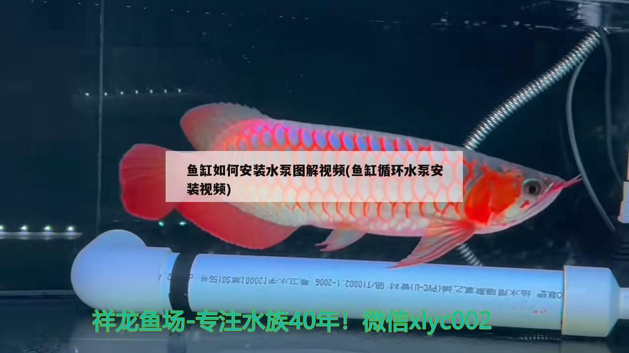 魚缸如何安裝水泵圖解視頻(魚缸循環(huán)水泵安裝視頻) 潛水泵