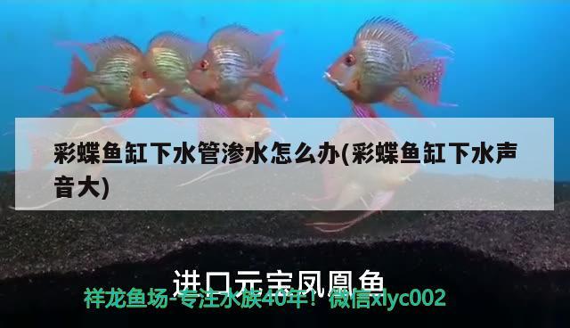 彩蝶魚(yú)缸下水管滲水怎么辦(彩蝶魚(yú)缸下水聲音大) 眼斑魚(yú)