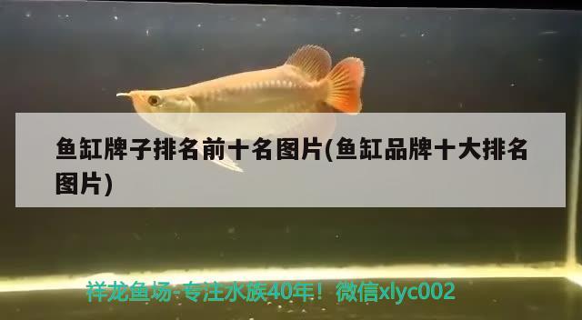 珍珠斑和羅非魚區(qū)別，珍珠斑為啥這么便宜 觀賞魚 第1張