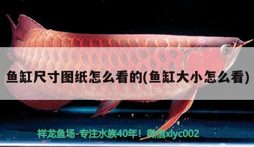 魚缸尺寸圖紙怎么看的(魚缸大小怎么看) 蘇虎