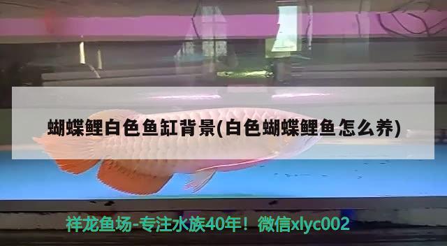 魚缸擺放風水視頻大全 魚缸擺放風水視頻大全圖解 魚缸等水族設備 第2張