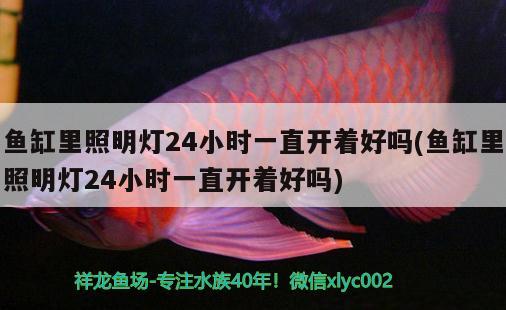 金龍魚(yú)廣東總經(jīng)銷商電話是多少：廣東金龍魚(yú)批發(fā)市場(chǎng)在哪里