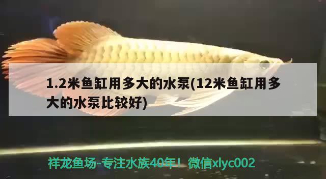 1.2米魚(yú)缸用多大的水泵(12米魚(yú)缸用多大的水泵比較好) 黃金斑馬魚(yú)