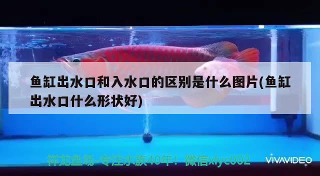 魚缸出水口和入水口的區(qū)別是什么圖片(魚缸出水口什么形狀好) 小型觀賞魚