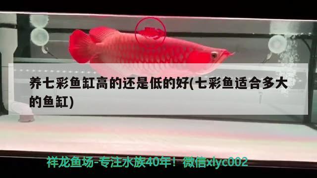 虎魚被龍魚吃了？？ 虎魚百科 第1張