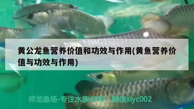 黃公龍魚營(yíng)養(yǎng)價(jià)值和功效與作用(黃魚營(yíng)養(yǎng)價(jià)值與功效與作用) 白化火箭