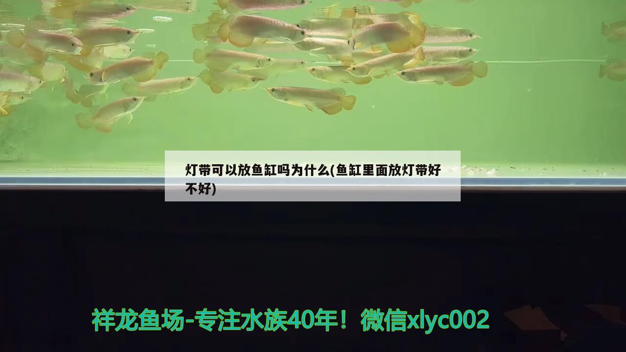 白化銀龍魚和黃化銀龍魚哪個(gè)好養(yǎng)活(白化銀龍魚和黃化銀龍魚哪個(gè)好養(yǎng)活)