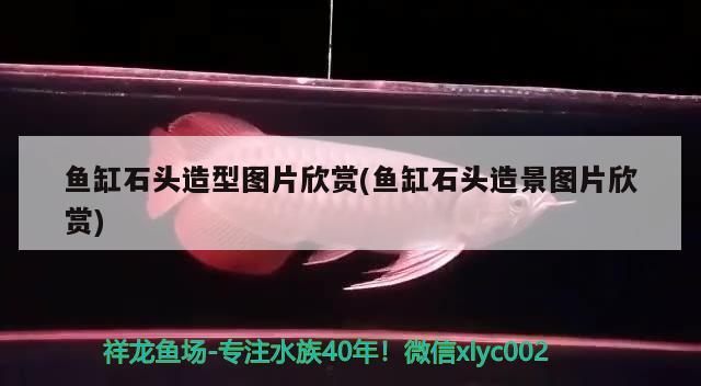 魚缸石頭造型圖片欣賞(魚缸石頭造景圖片欣賞) 奈及利亞紅圓點狗頭