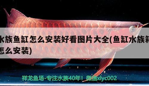 水族魚缸怎么安裝好看圖片大全(魚缸水族箱怎么安裝)