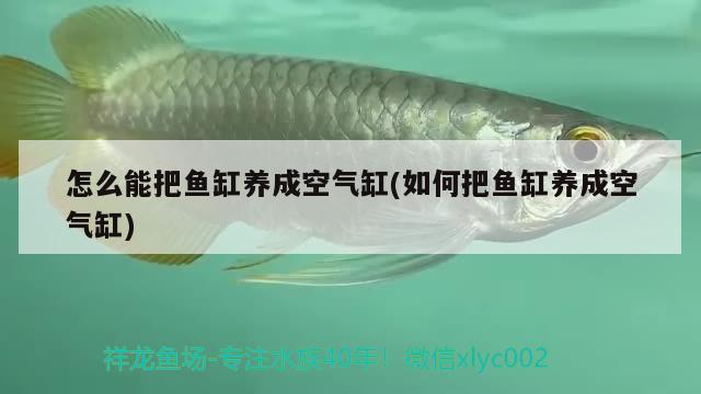 怎么能把魚缸養(yǎng)成空氣缸(如何把魚缸養(yǎng)成空氣缸) 肥料