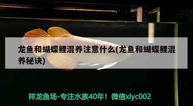 龍魚和蝴蝶鯉混養(yǎng)注意什么(龍魚和蝴蝶鯉混養(yǎng)秘訣) 蝴蝶鯉