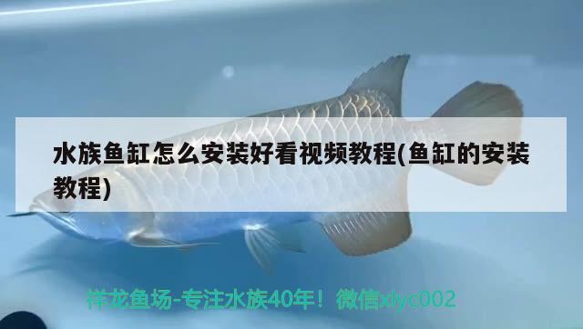 水族魚缸怎么安裝好看視頻教程(魚缸的安裝教程)