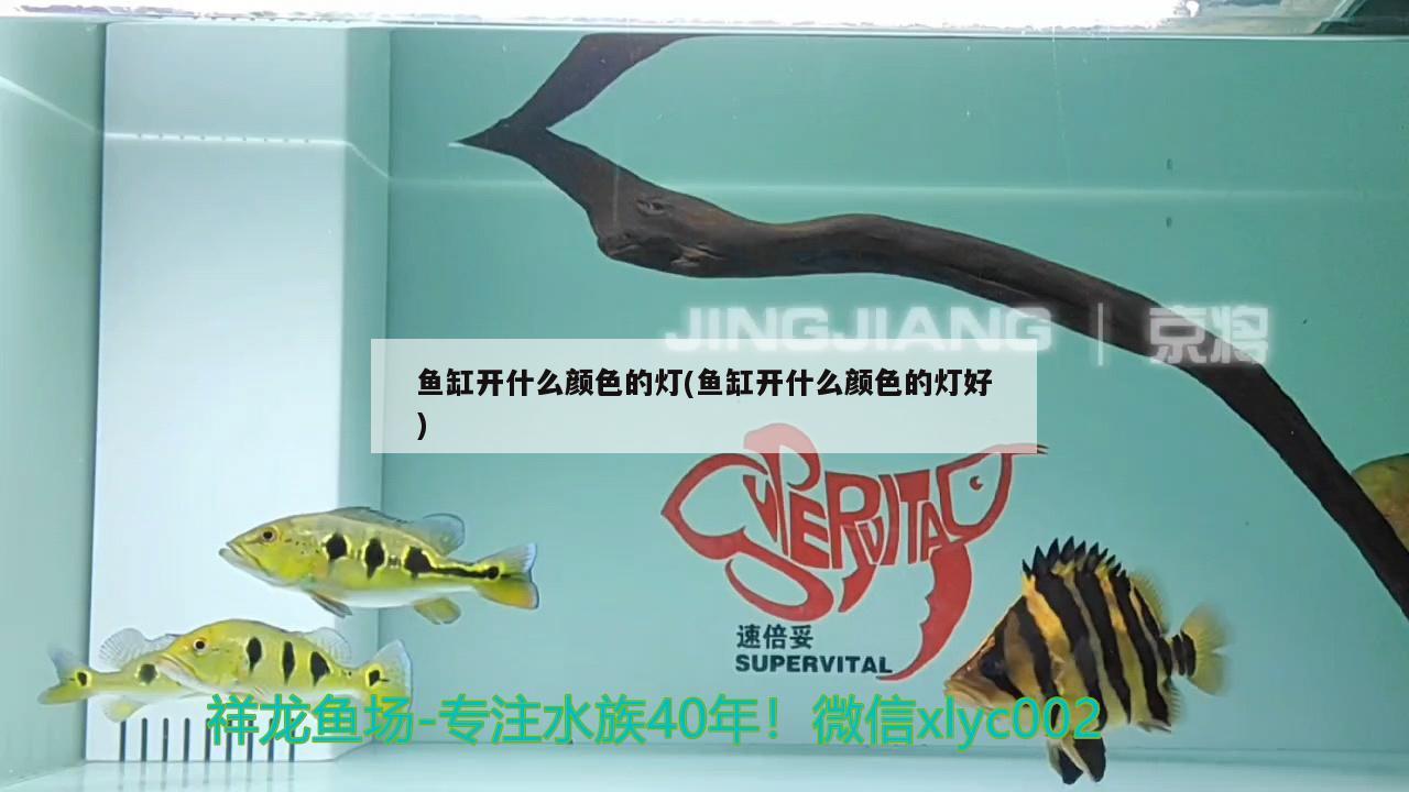 魚(yú)缸開(kāi)什么顏色的燈(魚(yú)缸開(kāi)什么顏色的燈好) 黃金河虎魚(yú)