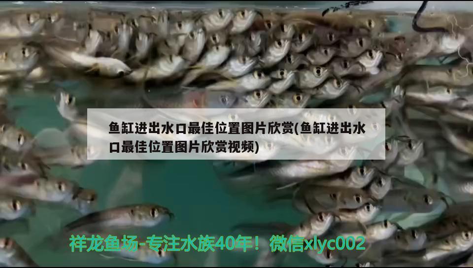 魚缸進(jìn)出水口最佳位置圖片欣賞(魚缸進(jìn)出水口最佳位置圖片欣賞視頻) 一眉道人魚