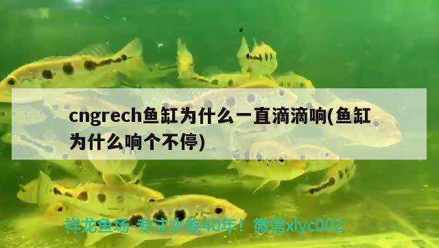 cngrech魚缸為什么一直滴滴響(魚缸為什么響個不停) 斑馬鴨嘴魚