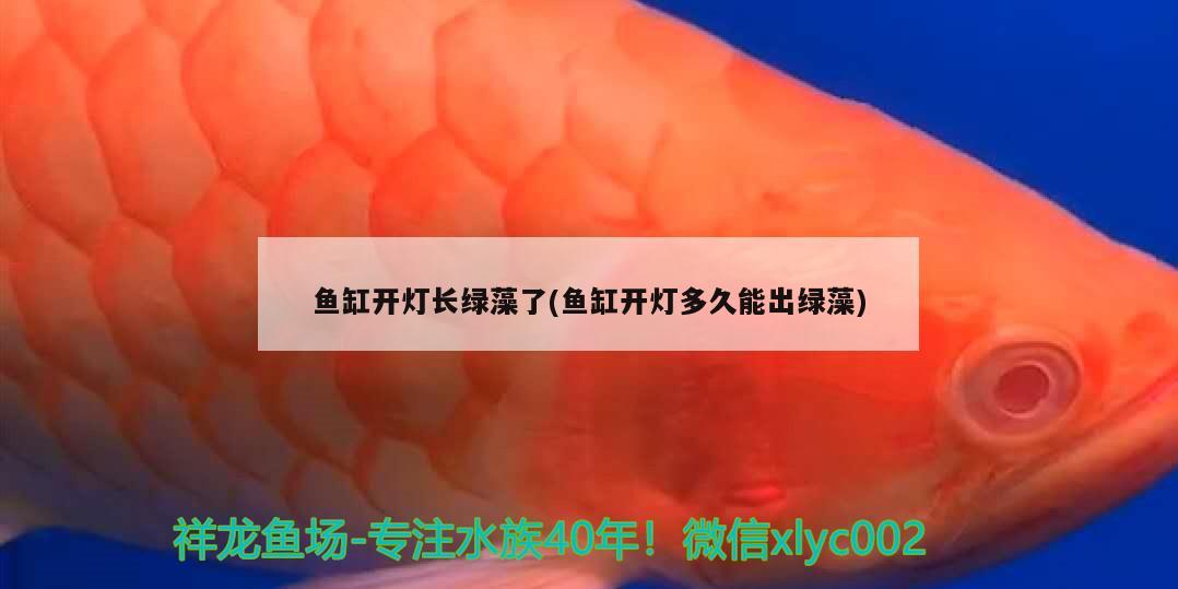 魚缸開燈長綠藻了(魚缸開燈多久能出綠藻)