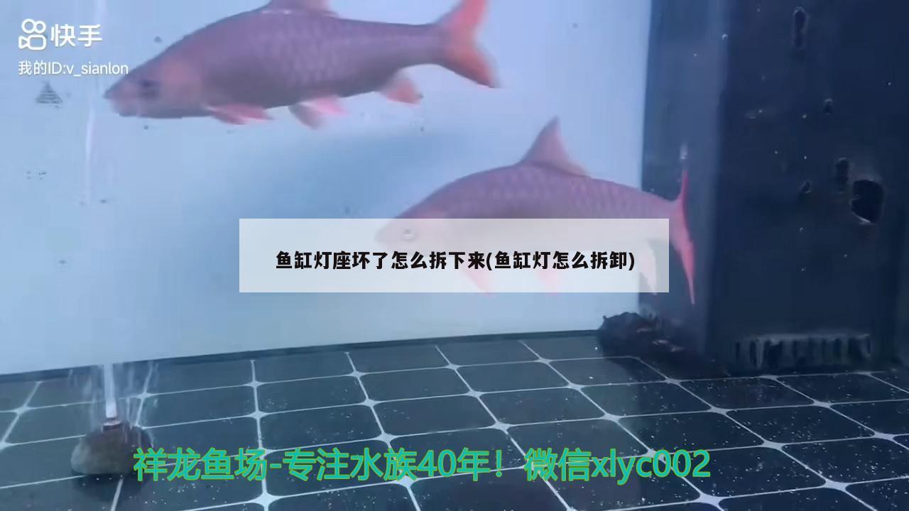 魚缸燈座壞了怎么拆下來(魚缸燈怎么拆卸)