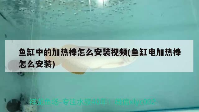 魚(yú)缸中的加熱棒怎么安裝視頻(魚(yú)缸電加熱棒怎么安裝)