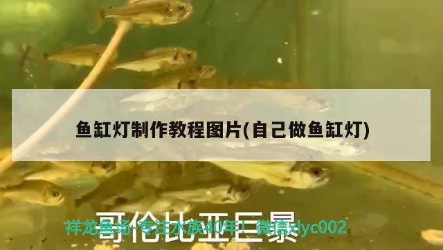 魚缸燈制作教程圖片(自己做魚缸燈) 胭脂孔雀龍魚