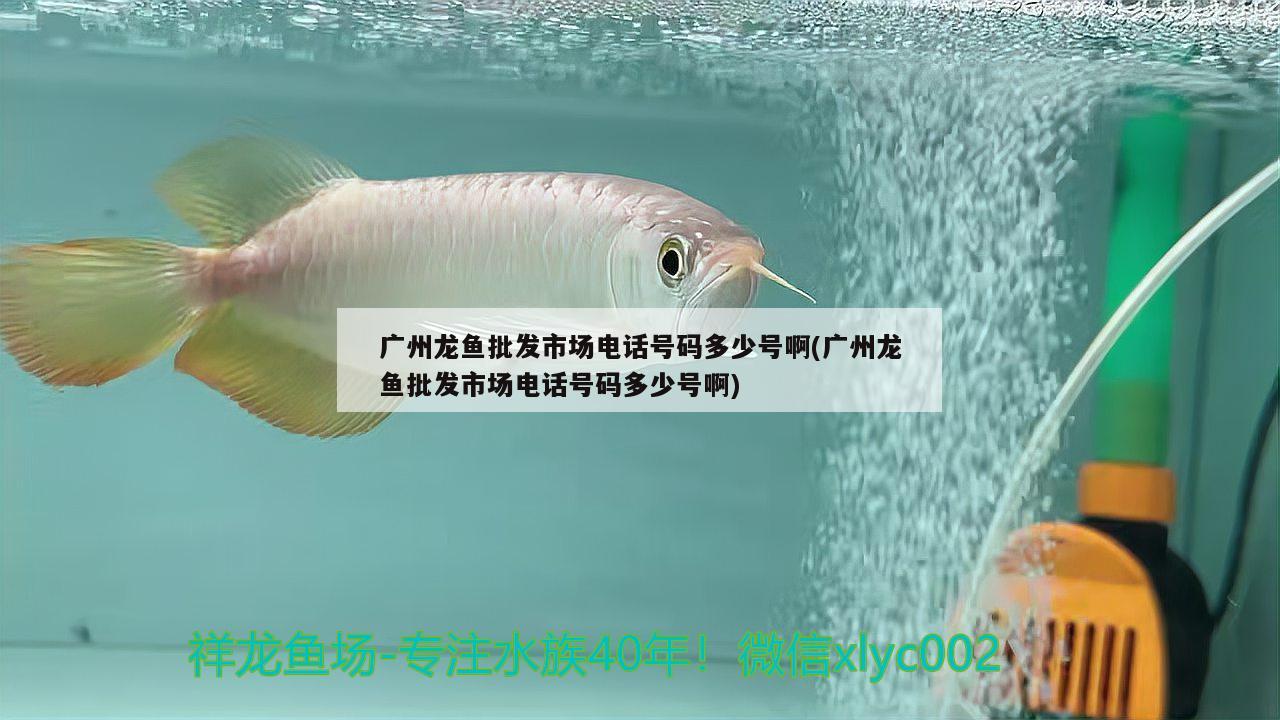 廣州龍魚批發(fā)市場電話號碼多少號啊(廣州龍魚批發(fā)市場電話號碼多少號啊)