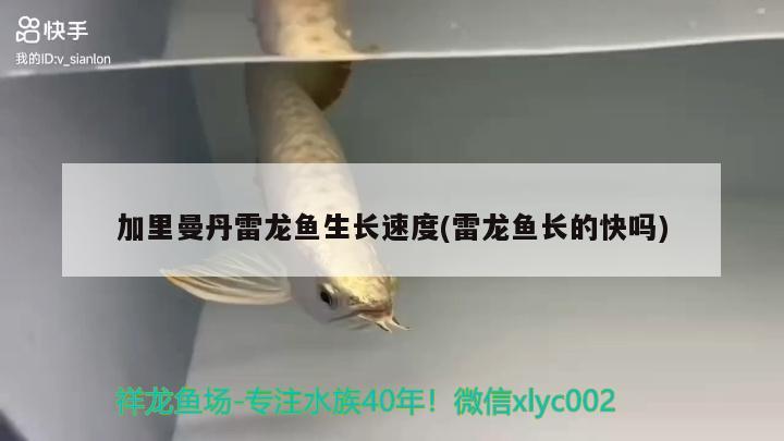 加里曼丹雷龍魚生長速度(雷龍魚長的快嗎)