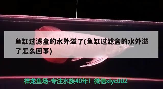 魚(yú)缸過(guò)濾盒的水外溢了(魚(yú)缸過(guò)濾盒的水外溢了怎么回事) 三色錦鯉魚(yú)