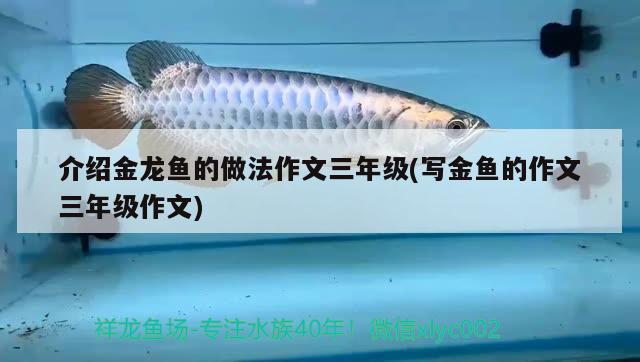 介紹金龍魚(yú)的做法作文三年級(jí)(寫(xiě)金魚(yú)的作文三年級(jí)作文) 生態(tài)瓶/創(chuàng)意缸/桌面微景缸