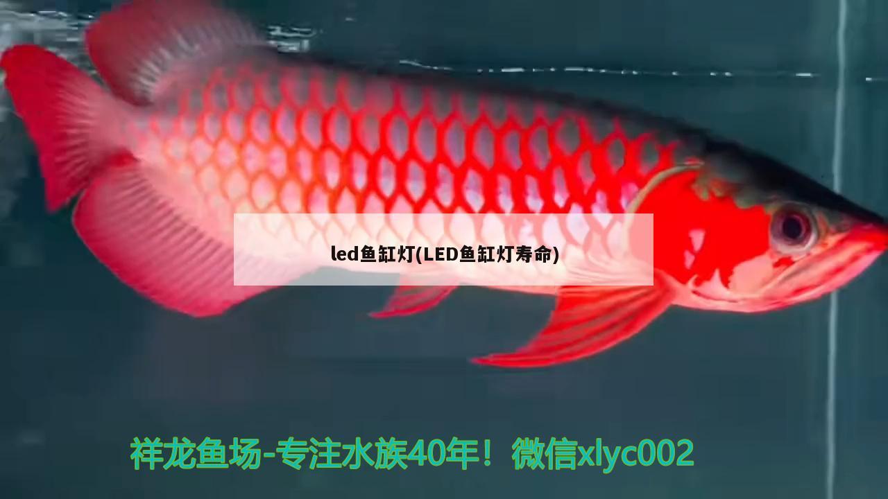 led魚缸燈(LED魚缸燈壽命) 大白鯊魚苗