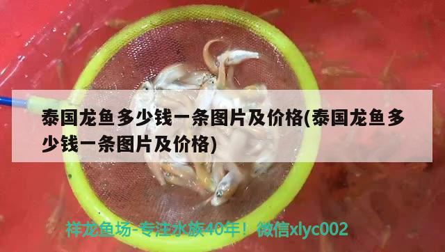 泰國龍魚多少錢一條圖片及價(jià)格(泰國龍魚多少錢一條圖片及價(jià)格) 蘇虎苗（蘇門答臘虎魚苗）