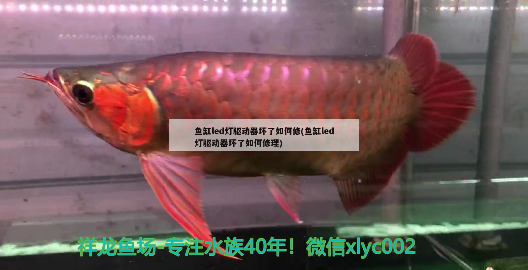 魚缸led燈驅動器壞了如何修(魚缸led燈驅動器壞了如何修理) 祥龍水族護理水