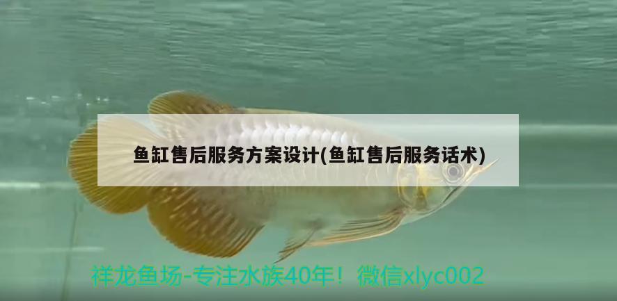 魚缸售后服務方案設計(魚缸售后服務話術) 馬拉莫寶石魚