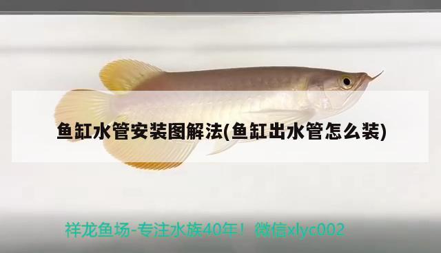 彩蝶魚(yú)缸燈架怎么安裝圖解圖片(彩蝶魚(yú)缸燈架怎么安裝圖解圖片視頻)