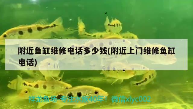 附近魚缸維修電話多少錢(附近上門維修魚缸電話) 玫瑰銀版魚