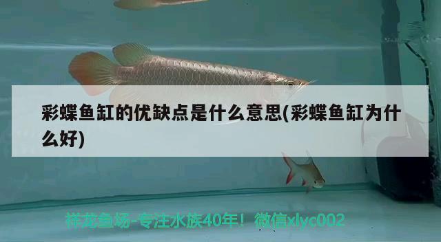 彩蝶魚缸的優(yōu)缺點是什么意思(彩蝶魚缸為什么好)