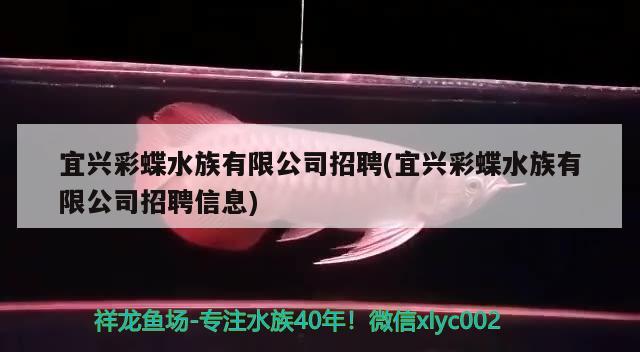 宜興彩蝶水族有限公司招聘(宜興彩蝶水族有限公司招聘信息) 斑馬狗頭魚 第2張