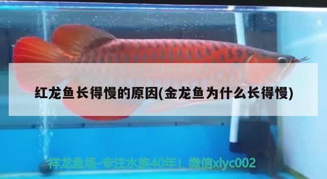 紅龍魚長得慢的原因(金龍魚為什么長得慢)