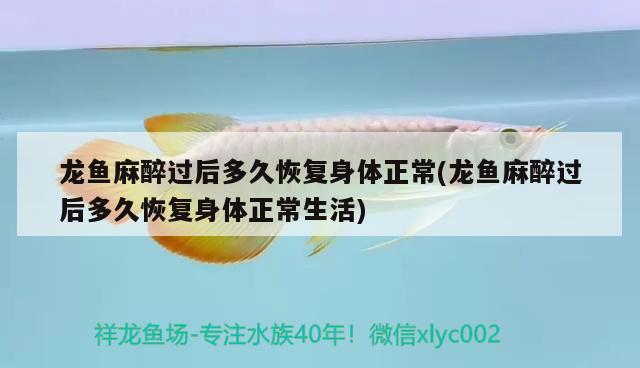 龍魚麻醉過后多久恢復身體正常(龍魚麻醉過后多久恢復身體正常生活) 龍魚麻藥（祥龍Nika）