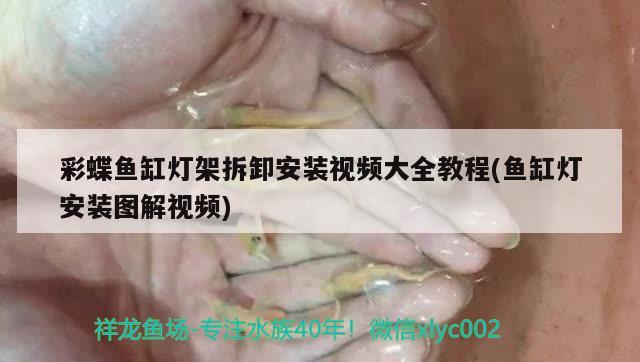 彩蝶魚缸燈架拆卸安裝視頻大全教程(魚缸燈安裝圖解視頻)