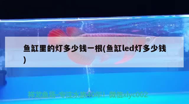 魚缸里的燈多少錢一根(魚缸led燈多少錢) 黃金河虎魚