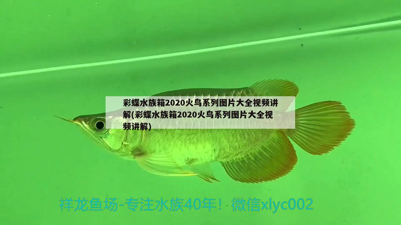 彩蝶水族箱2020火鳥系列圖片大全視頻講解(彩蝶水族箱2020火鳥系列圖片大全視頻講解) 魚缸/水族箱