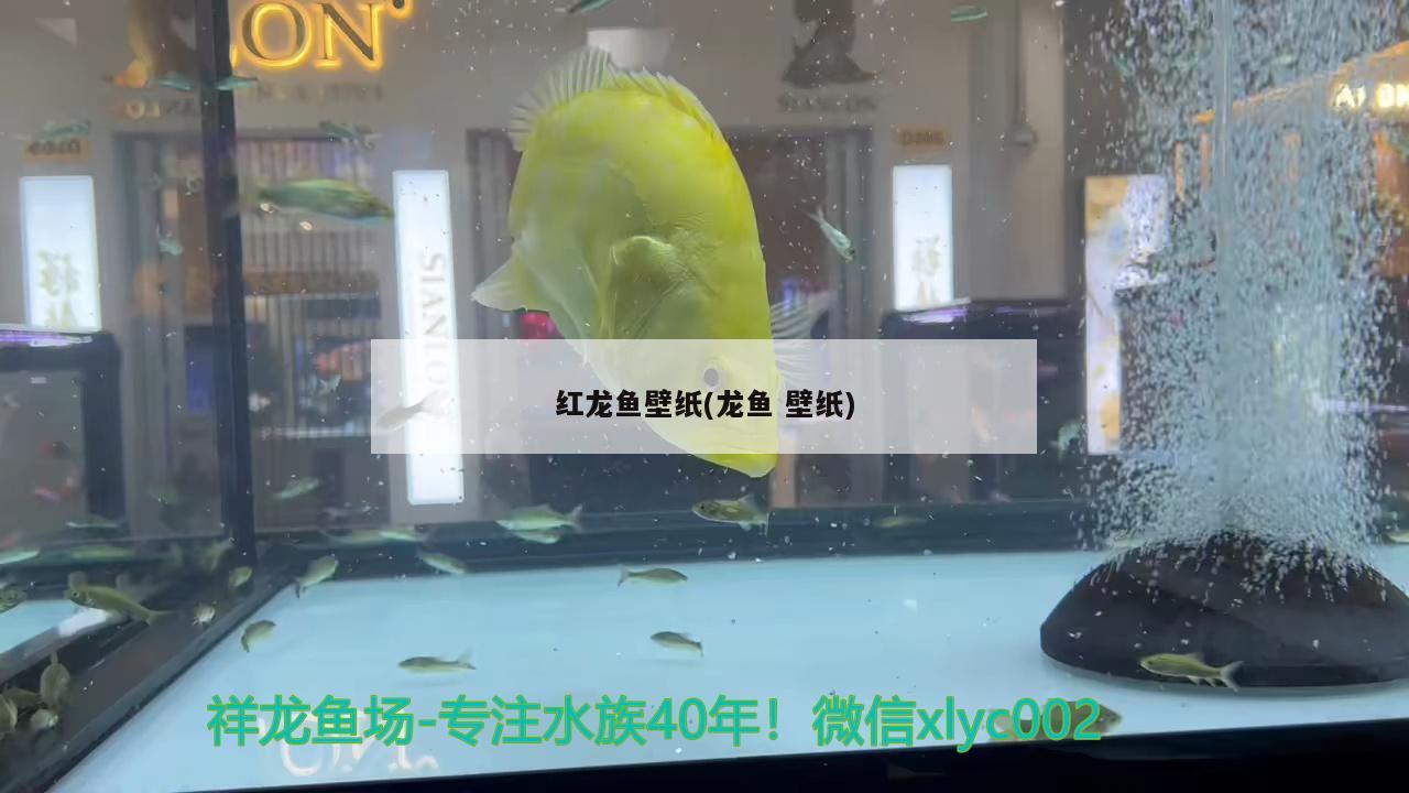 紅龍魚壁紙(龍魚壁紙)