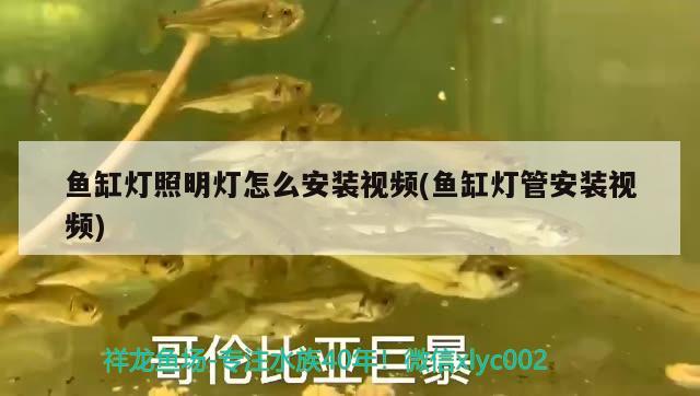 魚(yú)缸燈照明燈怎么安裝視頻(魚(yú)缸燈管安裝視頻)