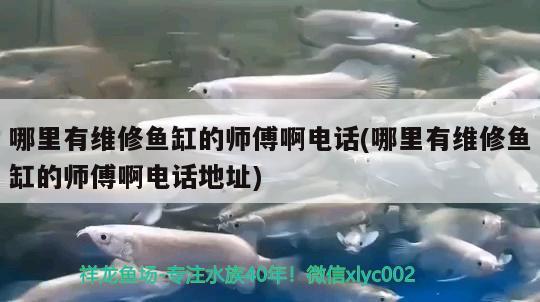 哪里有維修魚缸的師傅啊電話(哪里有維修魚缸的師傅啊電話地址) 過背金龍魚