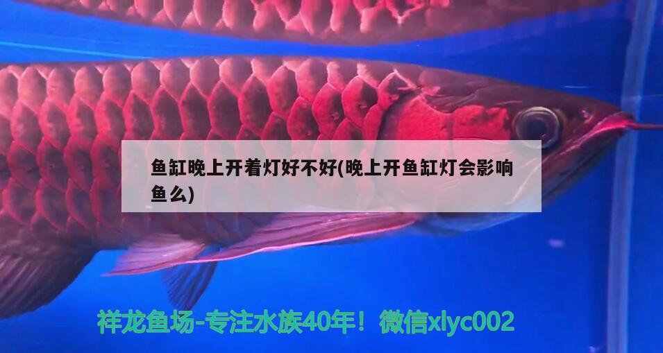 魚缸晚上開著燈好不好(晚上開魚缸燈會(huì)影響魚么)