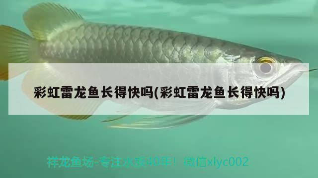 彩虹雷龍魚(yú)長(zhǎng)得快嗎(彩虹雷龍魚(yú)長(zhǎng)得快嗎) 朱巴利魚(yú)苗