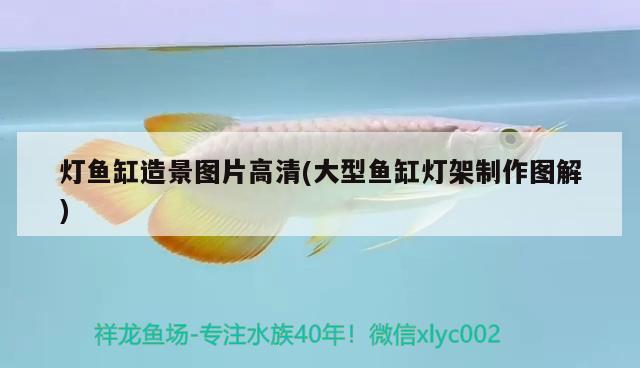 燈魚缸造景圖片高清(大型魚缸燈架制作圖解) 大日玉鯖魚