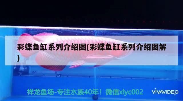 金花羅漢值錢還是珍珠羅漢魚值錢，火鳳羅漢魚長得快嗎 羅漢魚 第1張