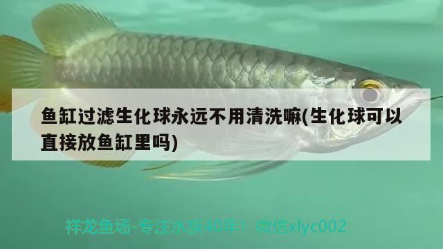 魚缸過濾生化球永遠不用清洗嘛(生化球可以直接放魚缸里嗎) 黃金眼鏡蛇雷龍魚