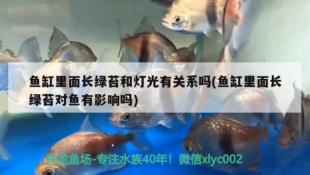 魚缸里面長綠苔和燈光有關(guān)系嗎(魚缸里面長綠苔對魚有影響嗎) 女王大帆魚