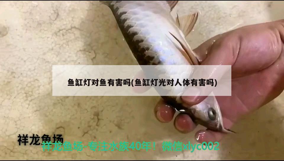 魚缸燈對魚有害嗎(魚缸燈光對人體有害嗎) 女王大帆魚